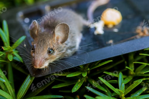Preview: Rodent Caught on Glue Trap Outdoors Close Up