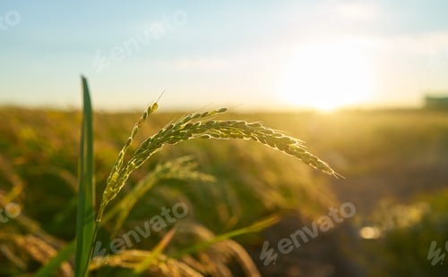 Preview: Detail of the rice plant at sunset in Valencia, with the plantation out of focus
