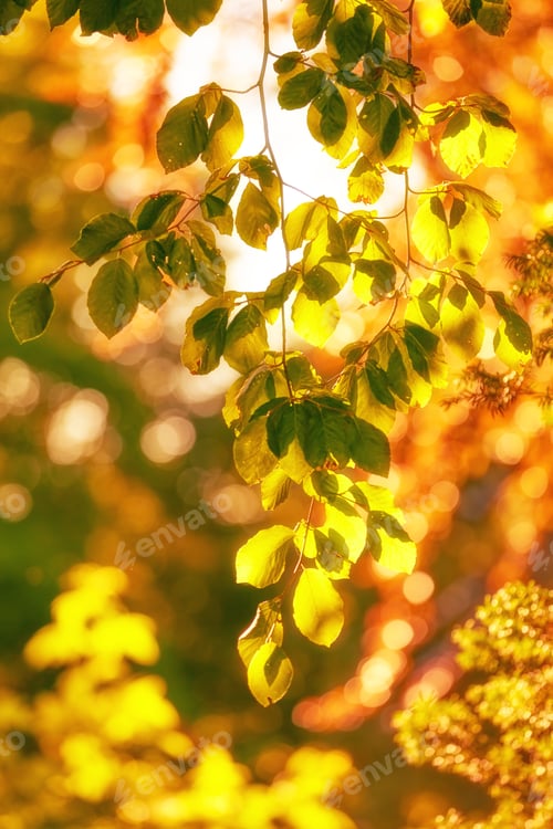 Preview: Autumn colors