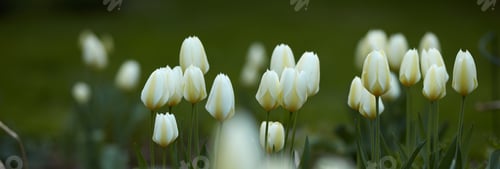 Preview: White tulips in my garden