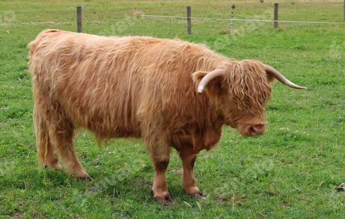 Preview: Highland cattle seen in Wanaka, New Zealand