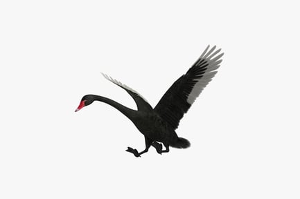 Preview: Black swan in flight with extended wings
