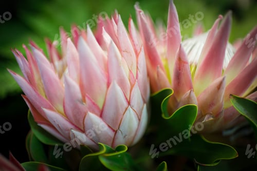 Preview: Spring Flower