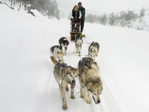 Vista previa: Couple riding a dog sled