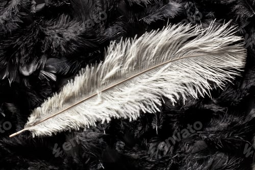 Preview: white ostrich feather