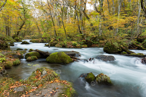 Preview: Oirase Stream flowing through the autumn forest