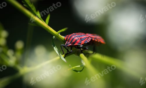 Preview: Black and red striped bug named Graphosoma lineatum perched atop a lush green leaf