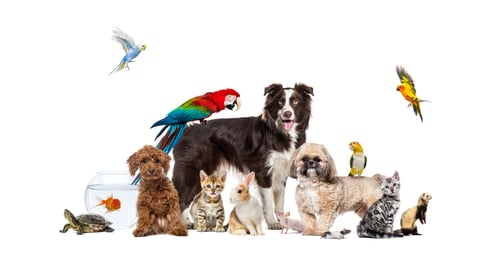 Preview: Large group of pets posing together on white background