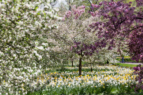 Preview: Botanical garden in New York blossoming during spring season. Blooming trees and flowers.