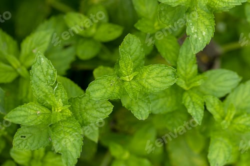 Preview: Mint leaf or peppermint plant grow at vegetable garden.