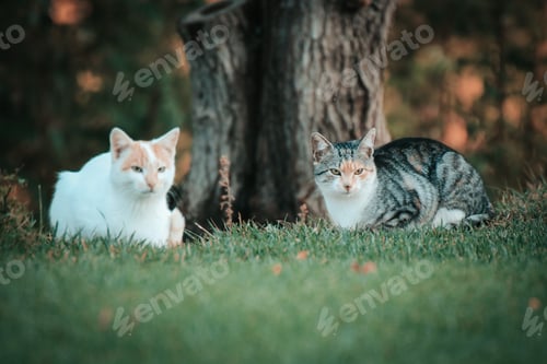 Preview: Two cats in the grass