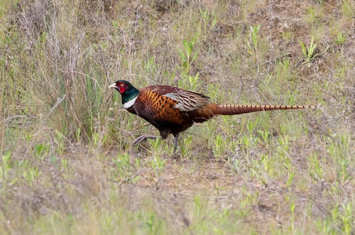 Preview: Common Pheasant, Phasianus colchicus. The male walks through the meadow
