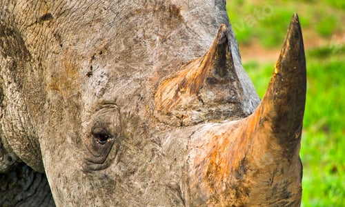 Preview: White Rhinoceros, Kruger National Park