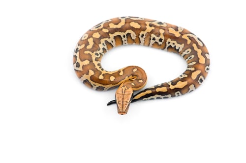 Preview: Sumatran Short Tail Python isolated on white background