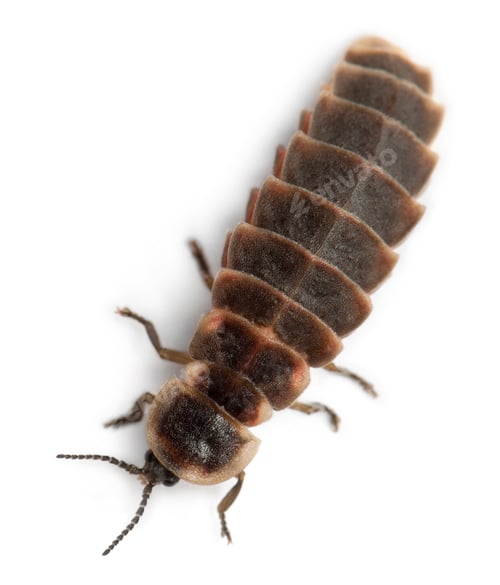 Preview: Common glow-worm of Europe, Lampyris noctiluca, in front of white background