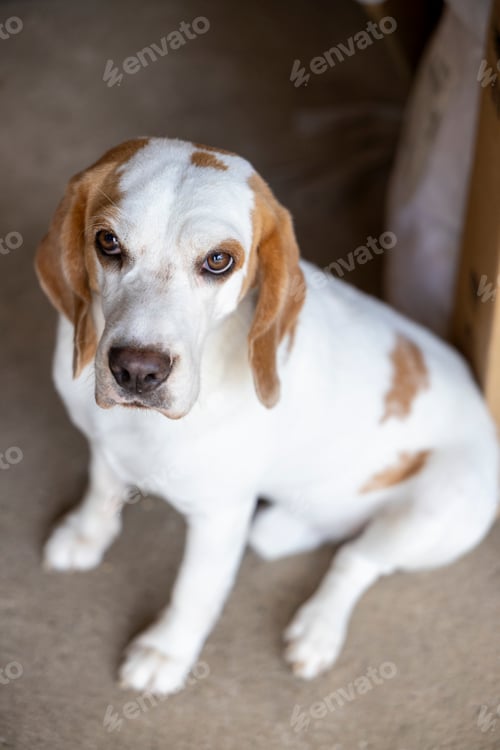 Preview: small cute beagle puppy dog looking up