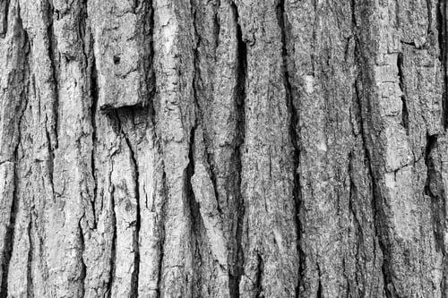 Preview: Wood Texture