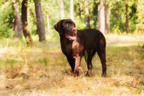 Preview: Labrador Retriever Dog breed on the field. Dog running on the green grass. Active dog outdoor.