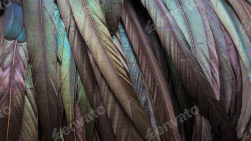 Preview: Purple green blu brown feather