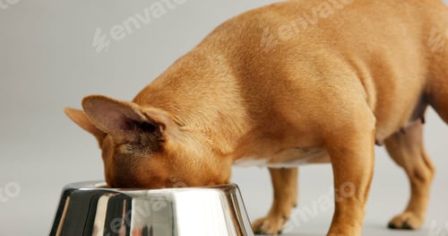 Preview: French bulldog, hungry and bowl for eating in studio for nutrition, diet and wellness by white back