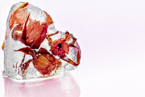 Preview: Frozen rose in ice cube