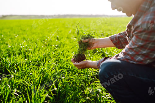 Preview: Young Green wheat seedlings in the hands of a farmer. Checking wheat field progress.