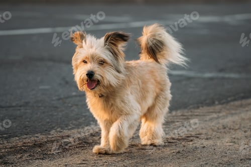 Visualização: Funny Red Small Size Mixed Breed Dog Walking Outdoor On Road