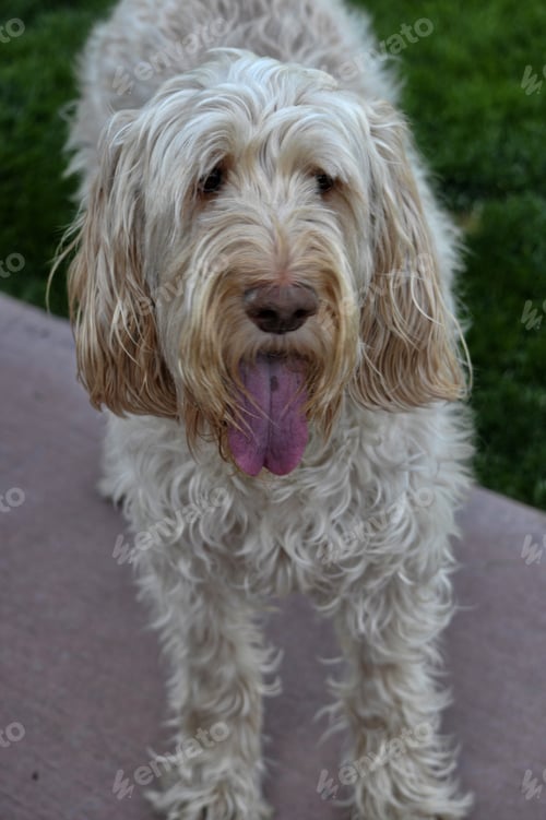 Preview: The Spinone Italiano an Italian dog breed. It was originally bred as a versatile gun dog