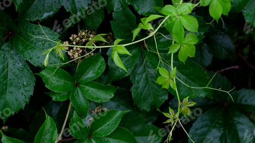Preview: freedom concept green leaves foreground. close-up calm relaxing meditation peaceful.