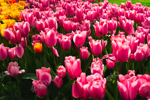 Preview: Pink tulips flowers blooming in beautiful garden