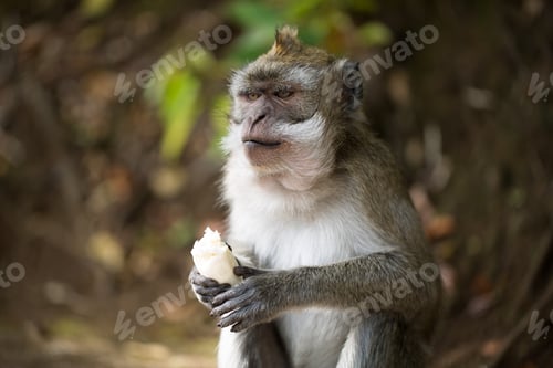 Preview: A monkey eats a banana in a natural environment park