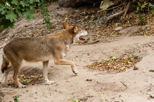 Preview: Running wolf
