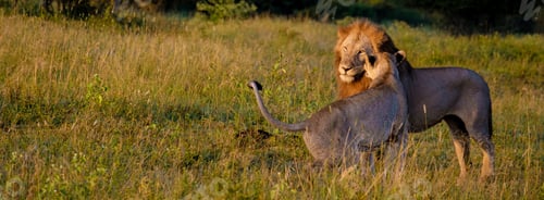 Preview: Lion male and female pairing during sunset in South Africa Thanda Game reserve Kwazulu Natal