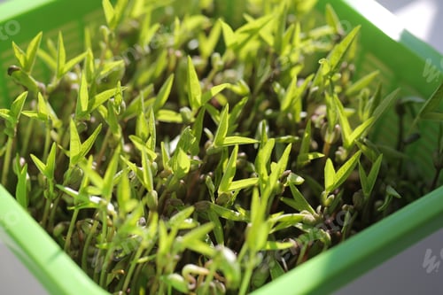 Preview: Young Greens Different For Food Are Grown In A Greenhouse