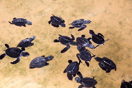 Preview: Newborn turtles in water, seaturtles Sri Lanka