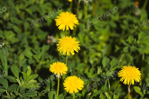Preview: Vibrant yellow field of dandelions basking in the sunshine on a sunny summer day