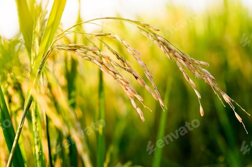 Preview: close up of yellow green rice field