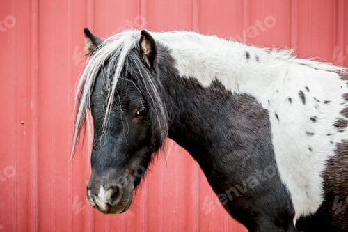 Preview: Portraiture of a small cute horse.