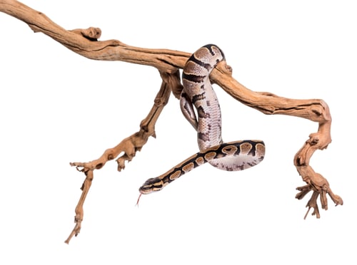 Preview: Python regius, against white background