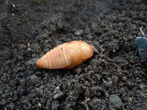 Preview: Beetle larvae
