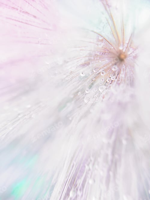 Preview: Beautiful dandelion with water droplets. Abstract light background, vertical photo, soft focus