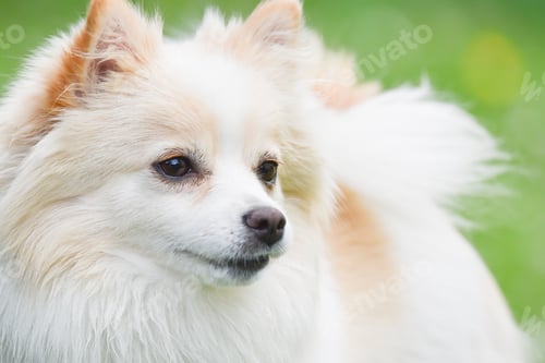 Preview: German Spitz Klein in a garden