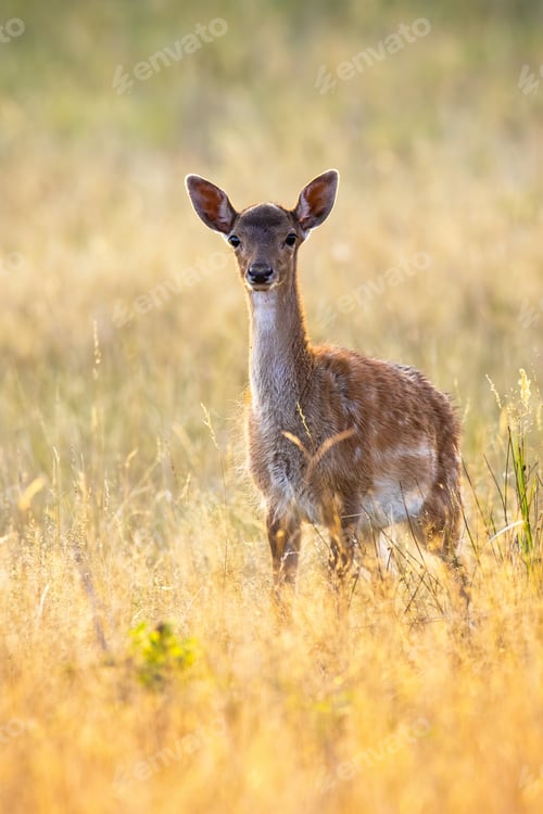 Preview: Young fallow deer standing on meadow in summer sunset