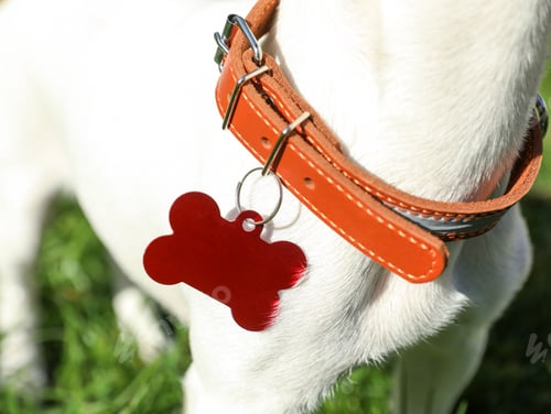 Preview: Dog in collar with metal tag on green grass outdoors, closeup