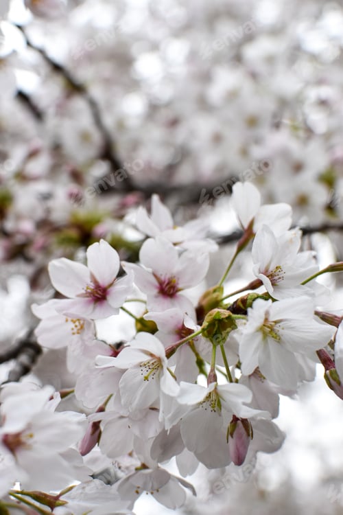 Preview: White cherry blossoms