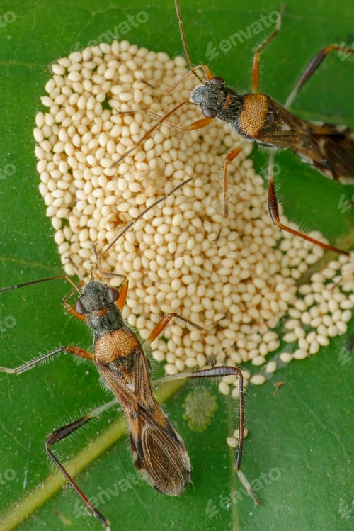 Preview: hemiptera