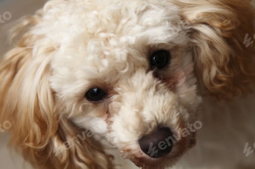 Preview: poodle, dog, puppy, pets, dogs