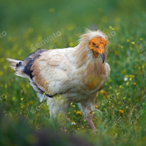 Preview: Egyptian vulture (Neophron percnopterus)