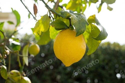 Preview: Lemon hanging on a lemon tree