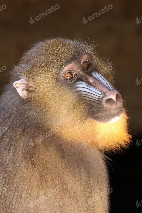 Preview: The mandrill (Mandrillus sphinx)